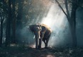 elephant-g483c970a8_1920