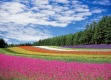 flower-field-g07b54a8b0_1920