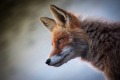 fox-gbde4ad578_1920