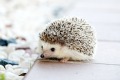 hedgehog-g7e1ef2572_1920